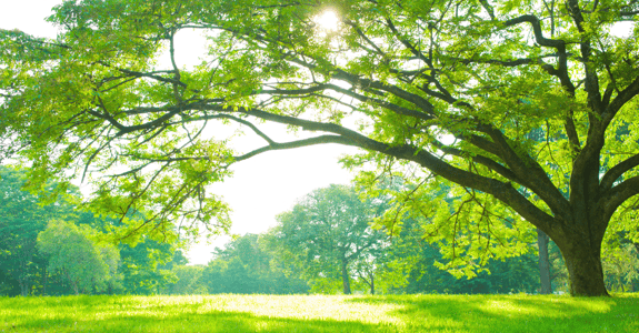 Tree - Key Business Structure